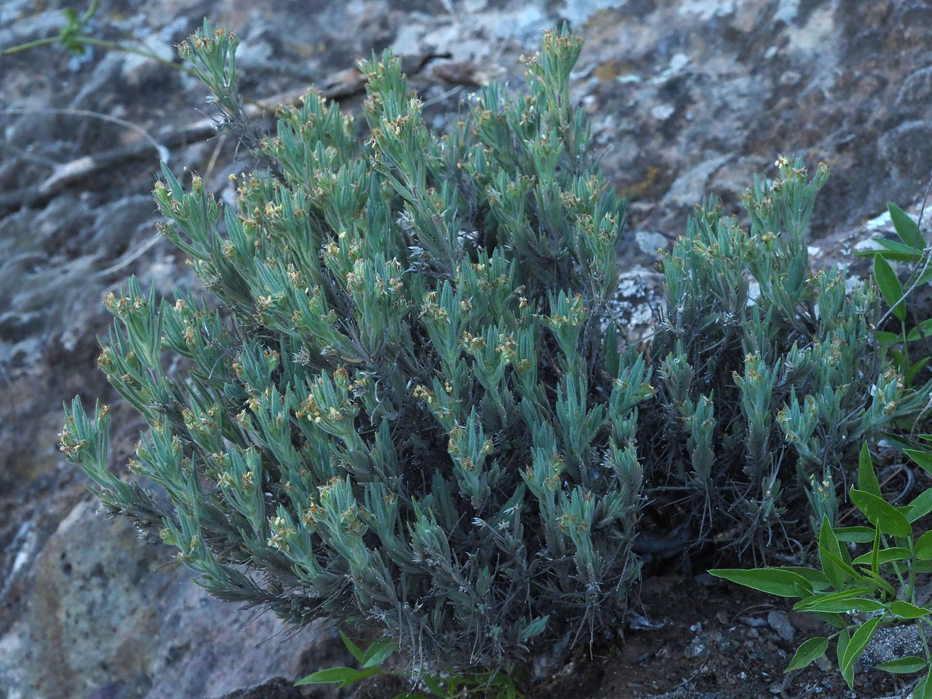 Image of Plantago webbii Barn.