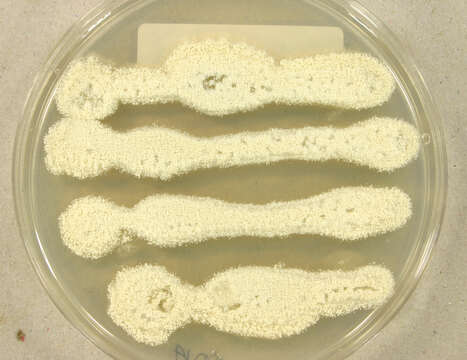 Image of Aspergillus candidus Link 1809