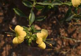 Image of Barleria prionitis subsp. strigulosa I. Darbysh.