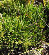 Image of Centella sessilis Adamson