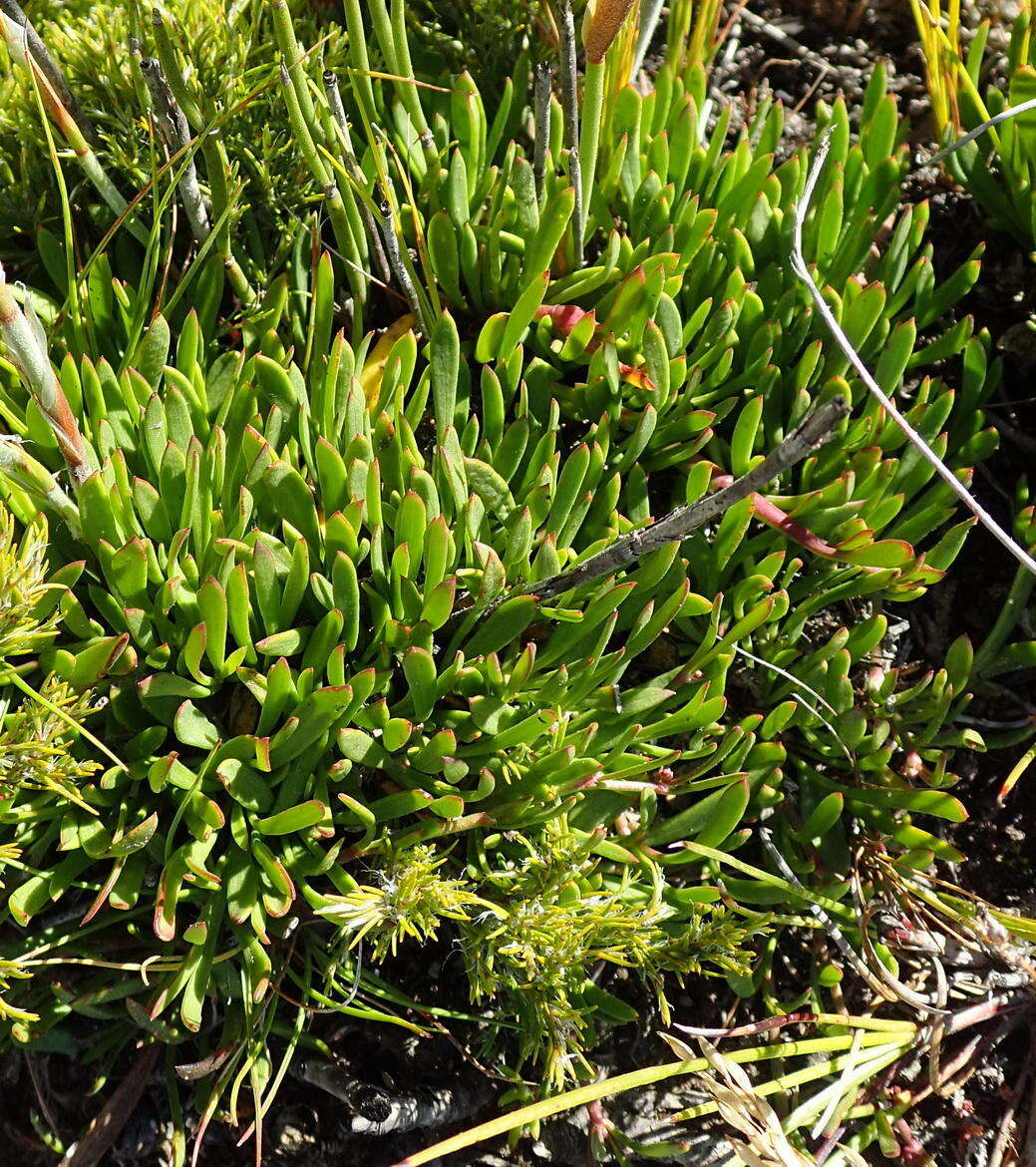 Image of Centella sessilis Adamson