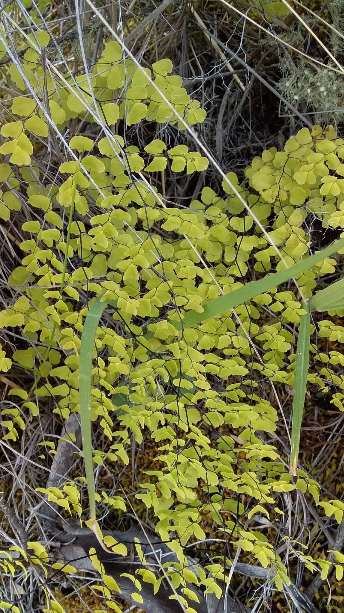 Adiantum orbignyanum Mett. ex Kuhn的圖片