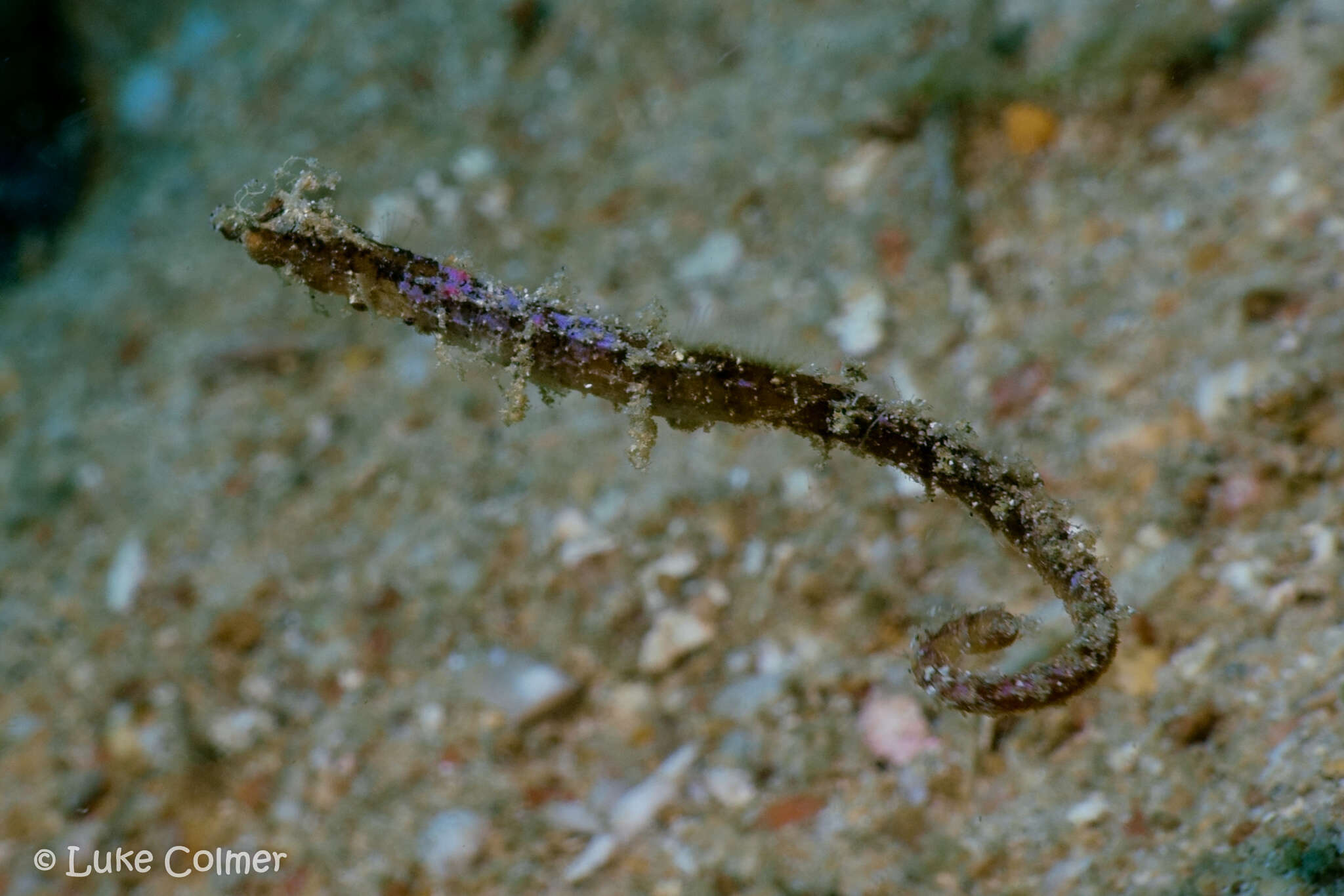 Image of Acentronura tentaculata