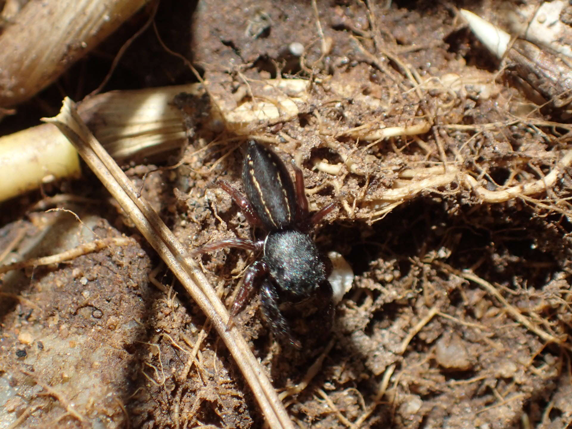 Image of Metacyrba taeniola similis Banks 1904