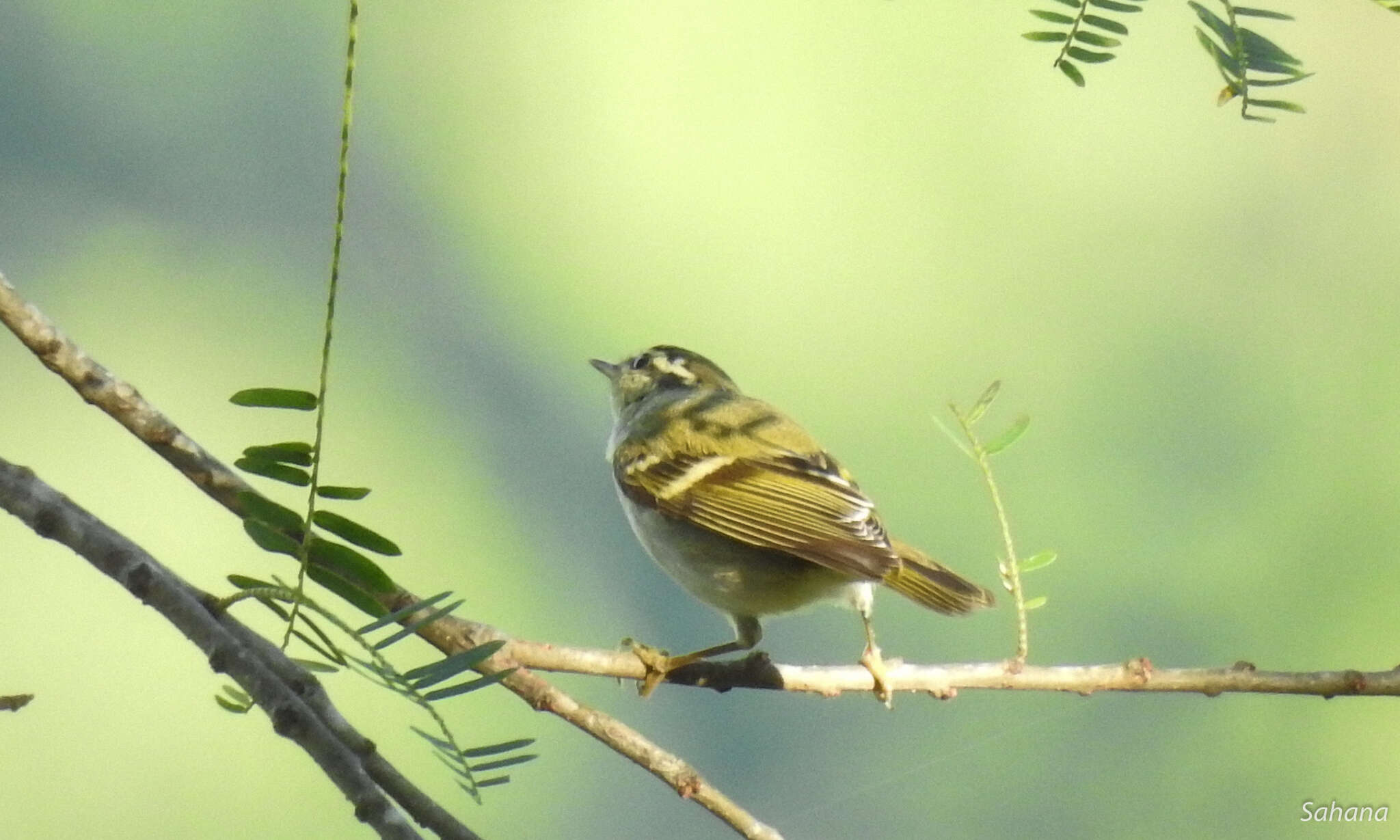 Слика од Phylloscopus chloronotus (Gray, JE, Gray & GR 1847)