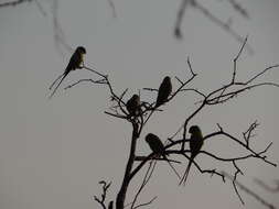 Image of Plum-headed Parakeet