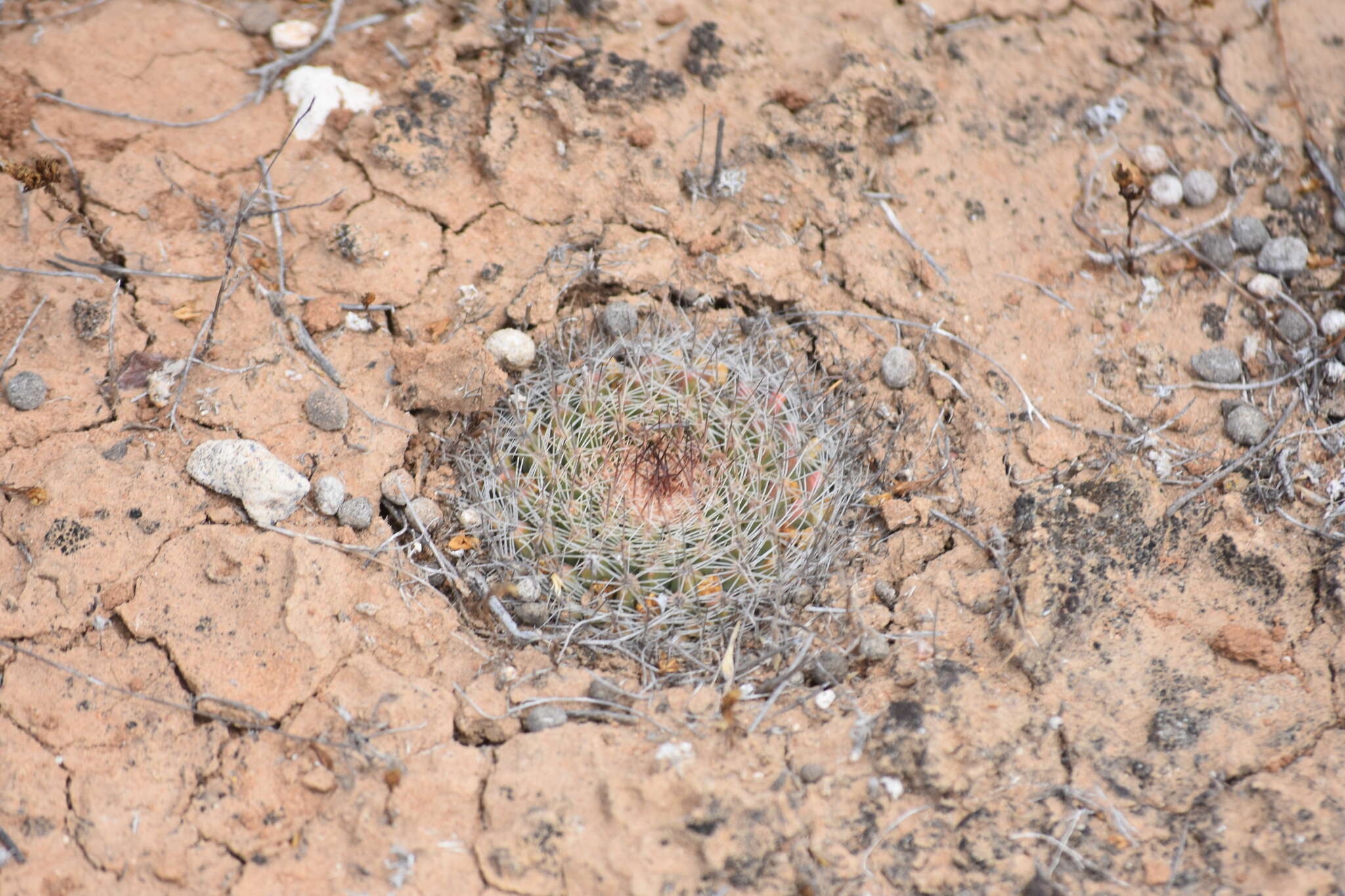 Image de Mammillaria brandegeei (J. M. Coult.) Engelm. ex K. Brandegee