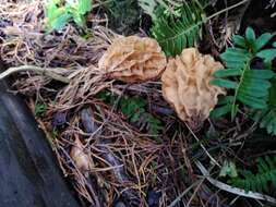 Image of Morchella herediana L. D. Gómez 1971