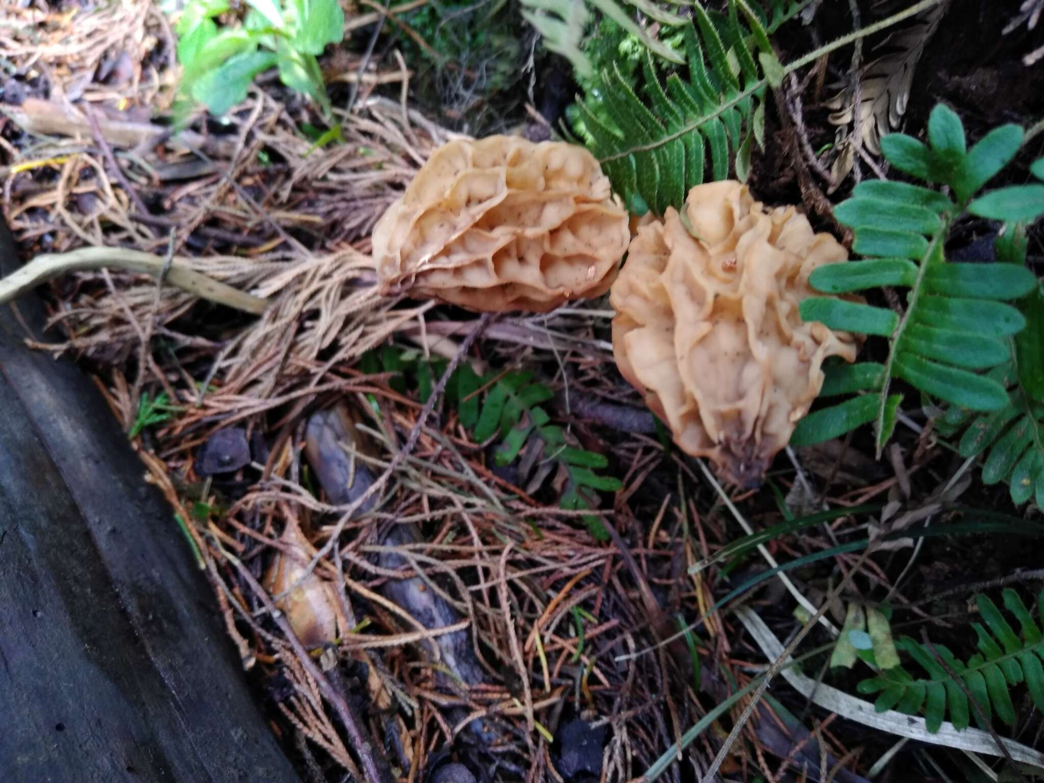 Imagem de Morchella herediana L. D. Gómez 1971