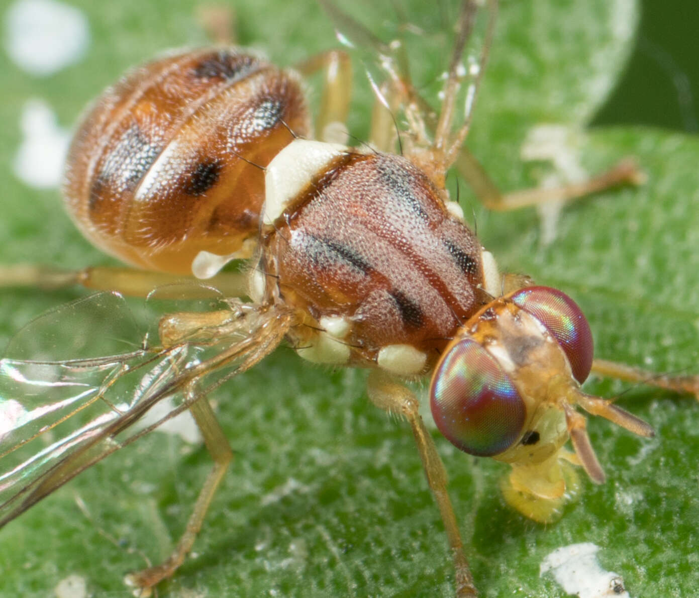 Слика од Bactrocera oleae (Rossi 1790)