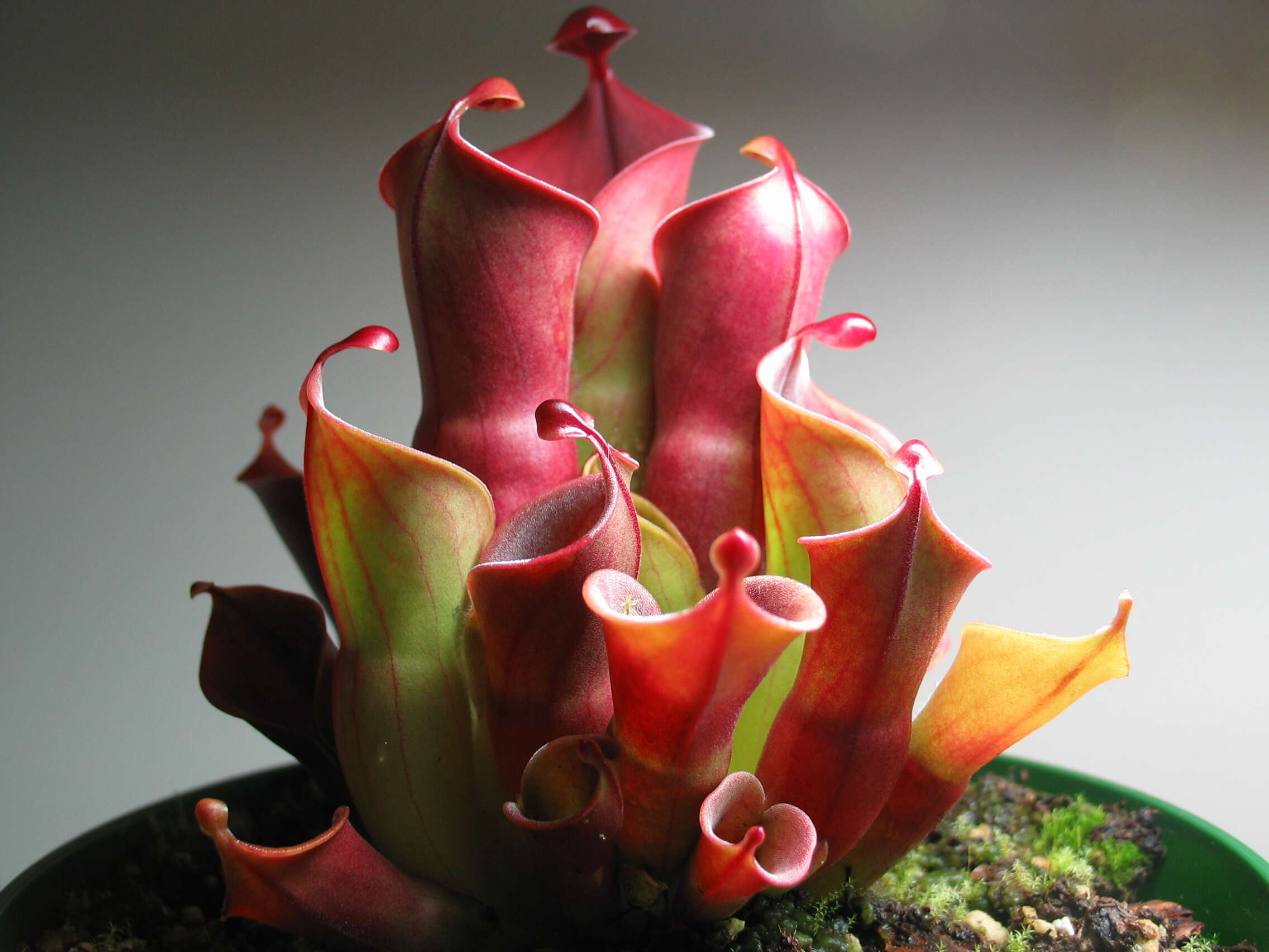 Image of Heliamphora minor Gleason