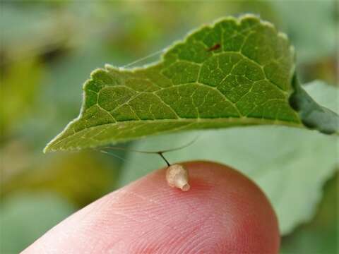 صورة Argyrodes antipodianus O. Pickard-Cambridge 1880