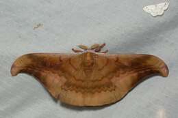 Image of Antheraea platessa Rothschild 1903