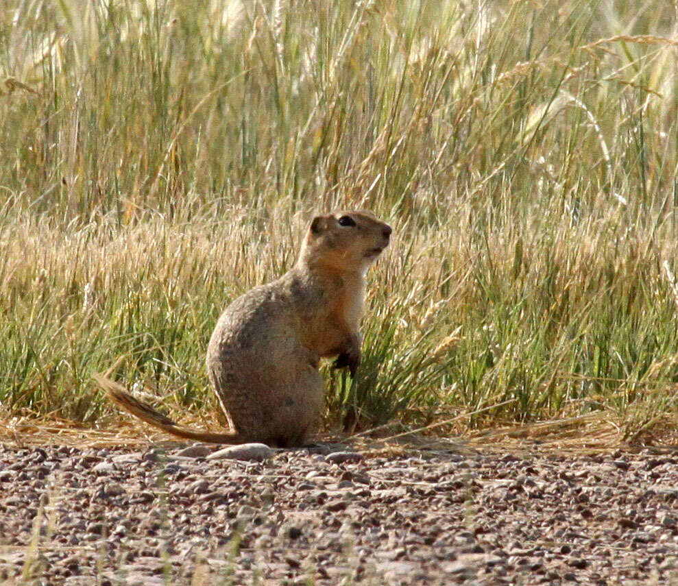 Image of Richardson's ground squirrel