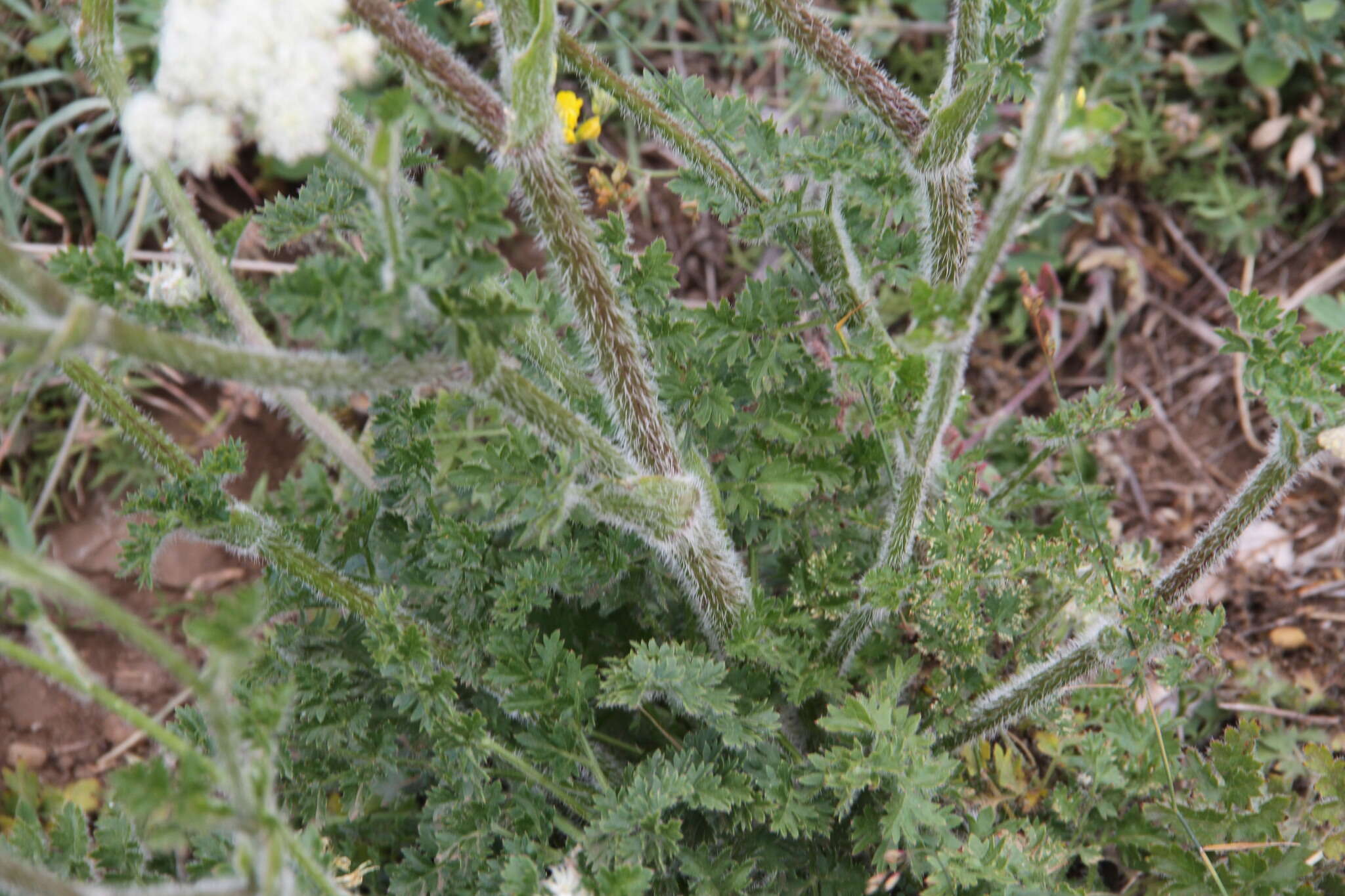 صورة Silphiodaucus hispidus