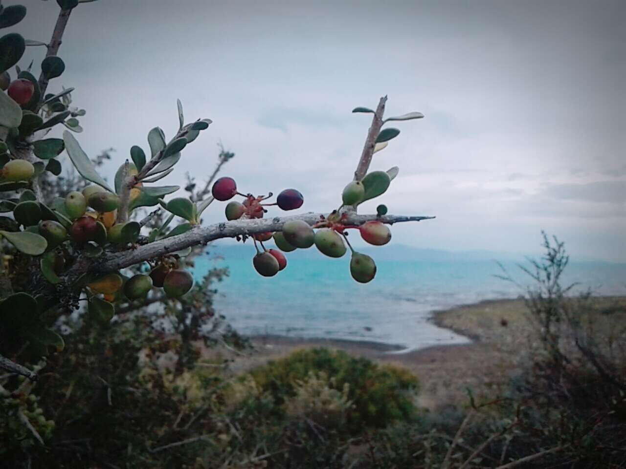 Image of Magellan barberry