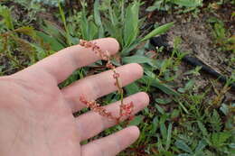 Image de Rumex hastatulus Baldw. apud Ell.