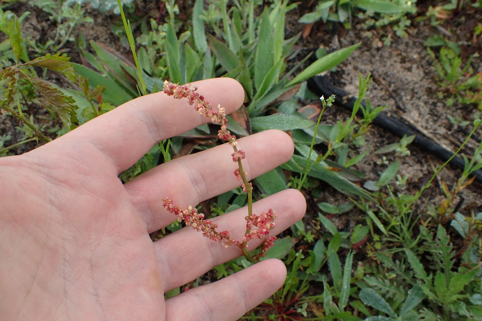 Imagem de Rumex hastatulus Baldw. apud Ell.