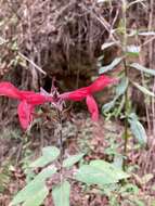 Imagem de Salvia fulgens Cav.