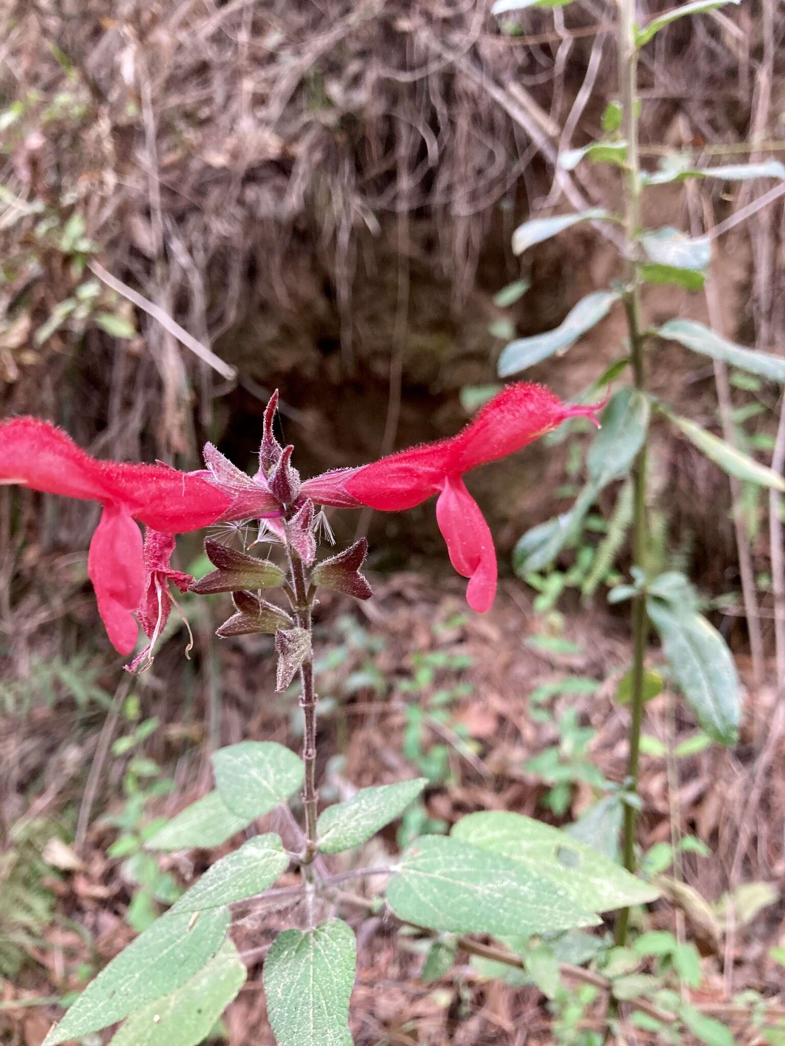 Imagem de Salvia fulgens Cav.