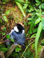 Image of Parus minor commixtus Swinhoe 1868