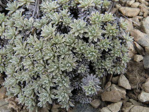 Image of Argyrotegium nitidulum (Hook. fil.) J. M. Ward & Breitw.