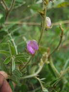 Tephrosia villosa (L.) Pers. resmi