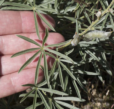 صورة Lupinus argenteus var. montigenus