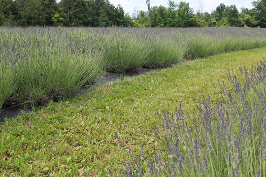 Слика од Lavandula angustifolia Mill.