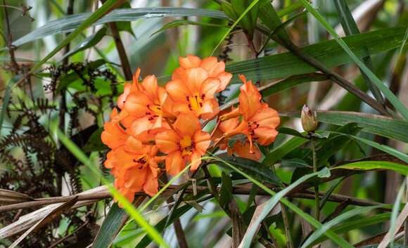 Слика од Rhododendron kinabaluense (Argent, A. L. Lamb & Phillipps) Craven