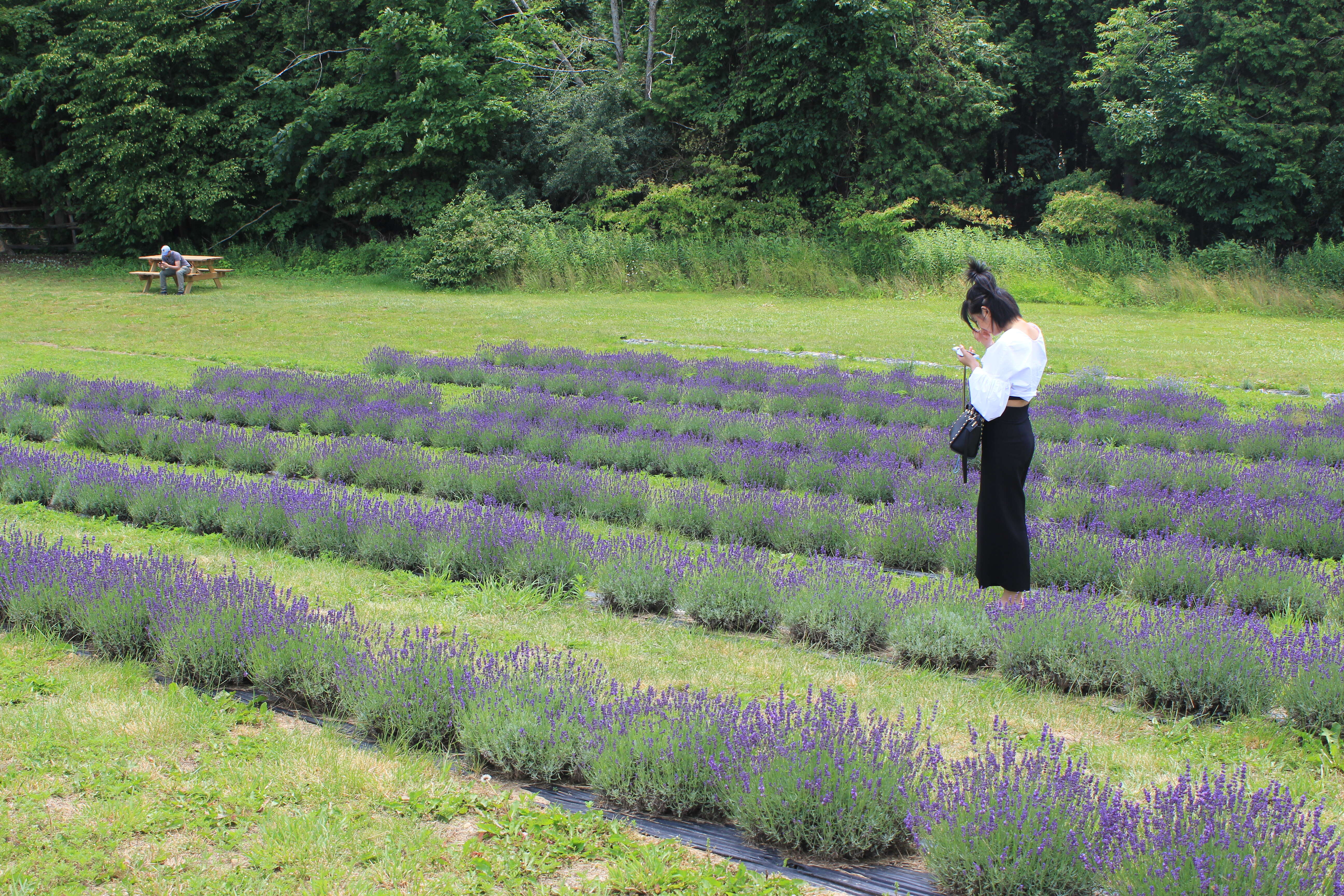 Image of English Lavendar