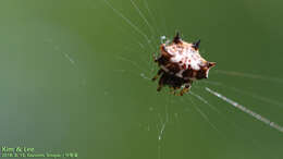 Image of Gasteracantha kuhli C. L. Koch 1837