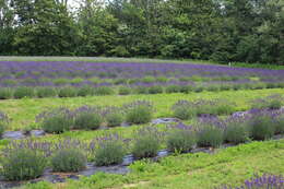 Image of English Lavendar