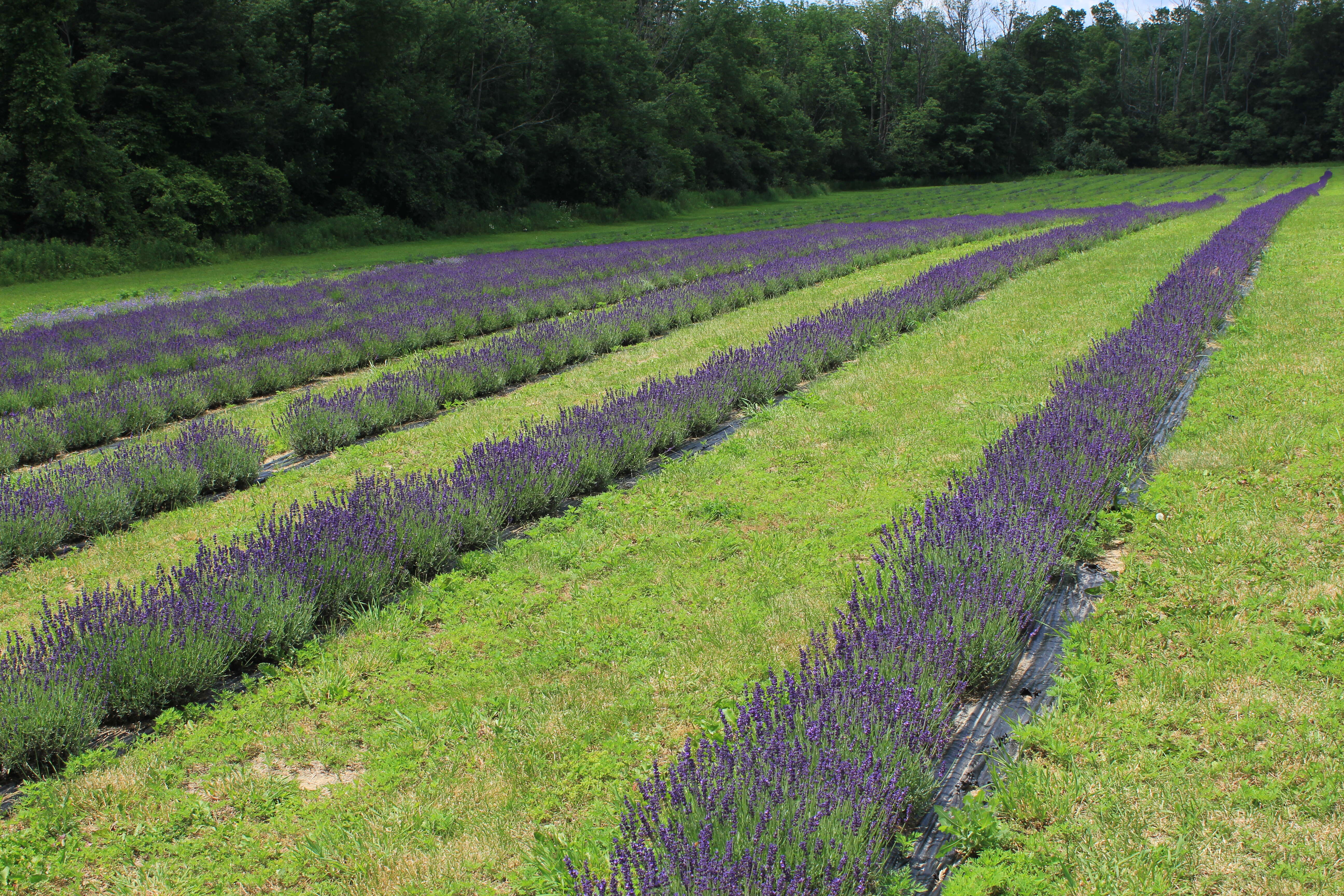 Image of English Lavendar