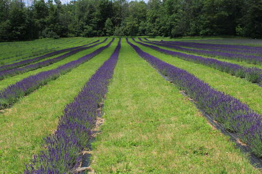 Слика од Lavandula angustifolia Mill.