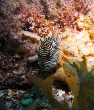 Image of Ornate cowfish