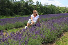 Image of English Lavendar