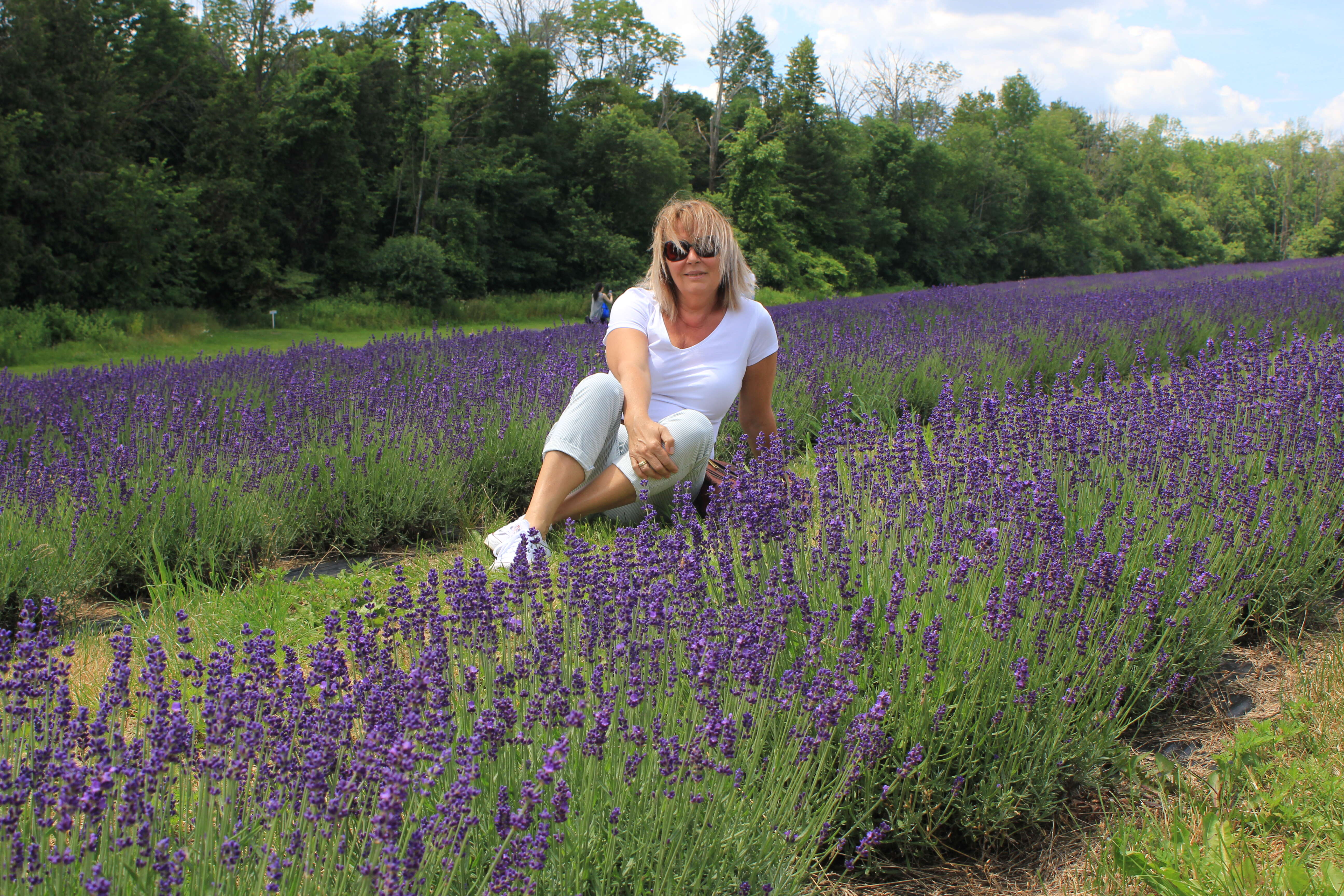 Image of English Lavendar