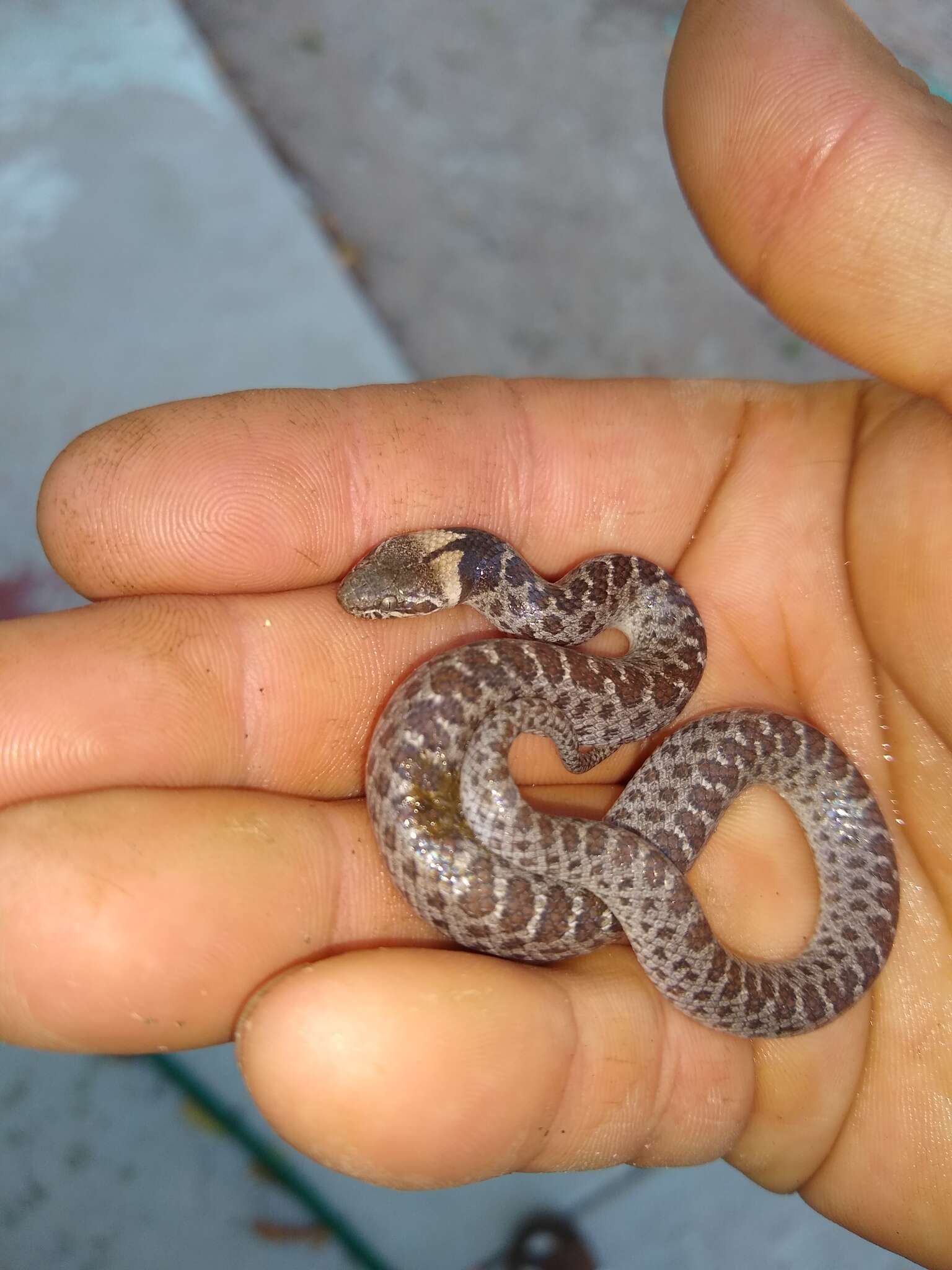 Image of Night Snake