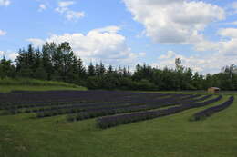 Image of English Lavendar