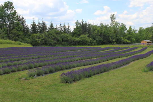 Слика од Lavandula angustifolia Mill.