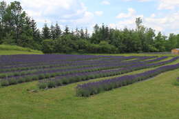 Image of English Lavendar