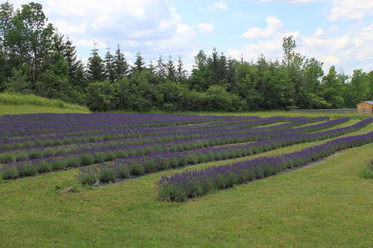 Слика од Lavandula angustifolia Mill.