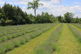 Image of English Lavendar