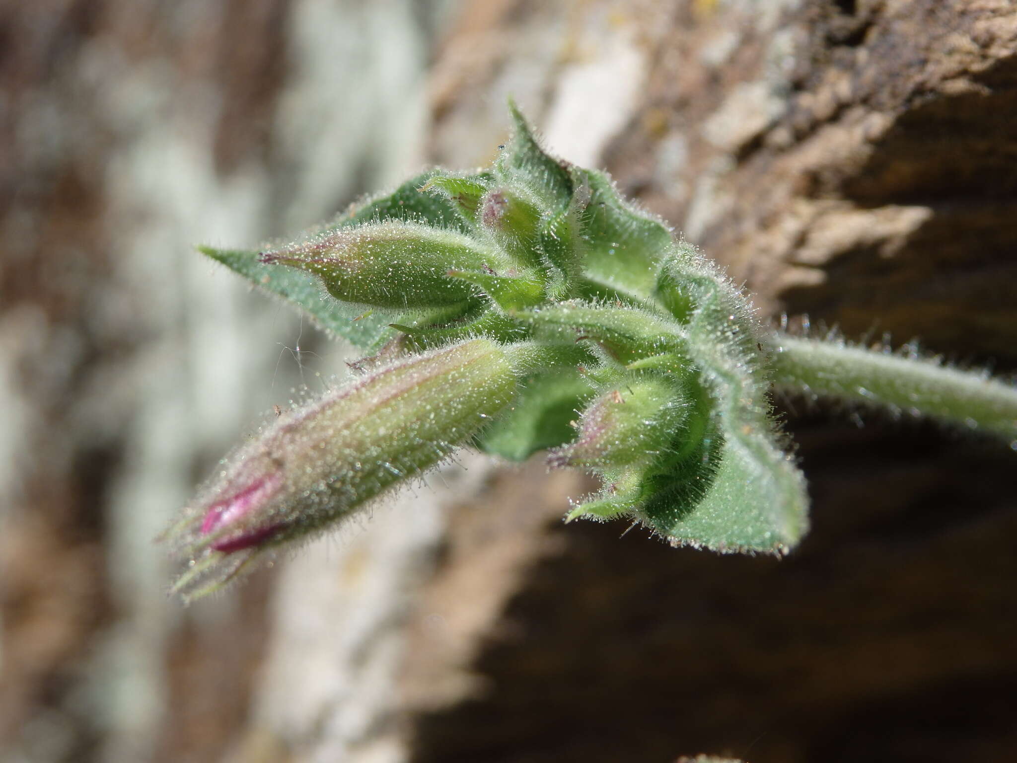 Image de Silene acutifolia Link ex Rohrb.