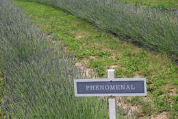 Image of English Lavendar