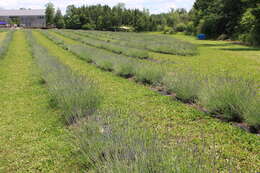 Слика од Lavandula angustifolia Mill.