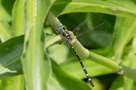 Image of Eusynthemis nigra (Tillyard 1906)