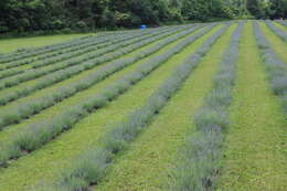 Image of English Lavendar