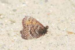 Image of Chryxus Arctic